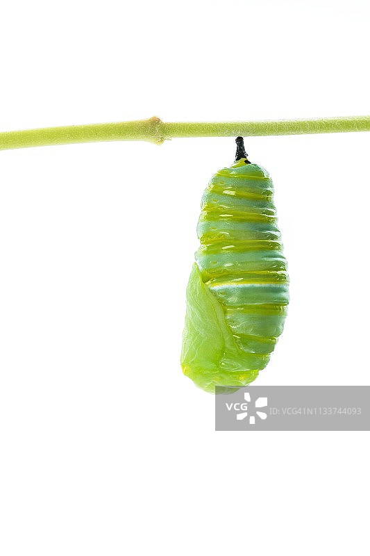 帝王蝶蛹图片素材