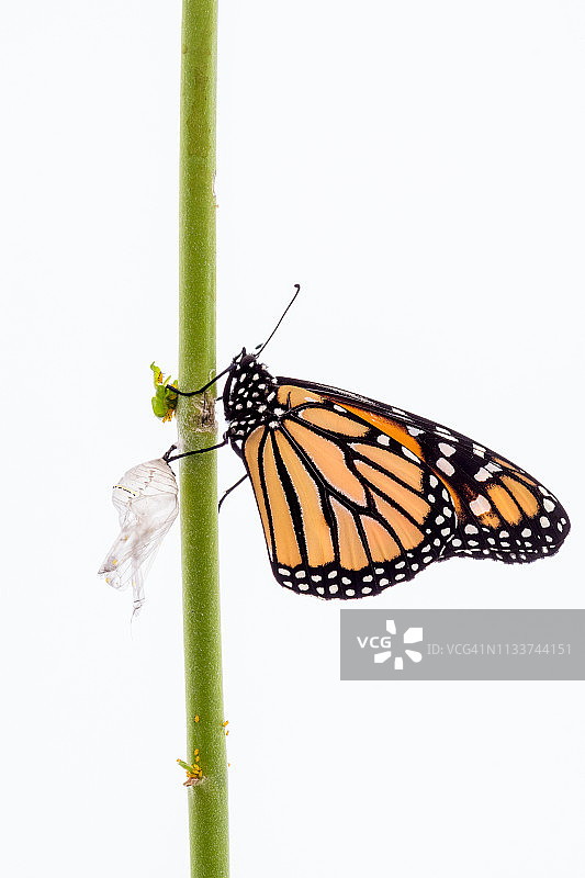 帝王蝶图片素材