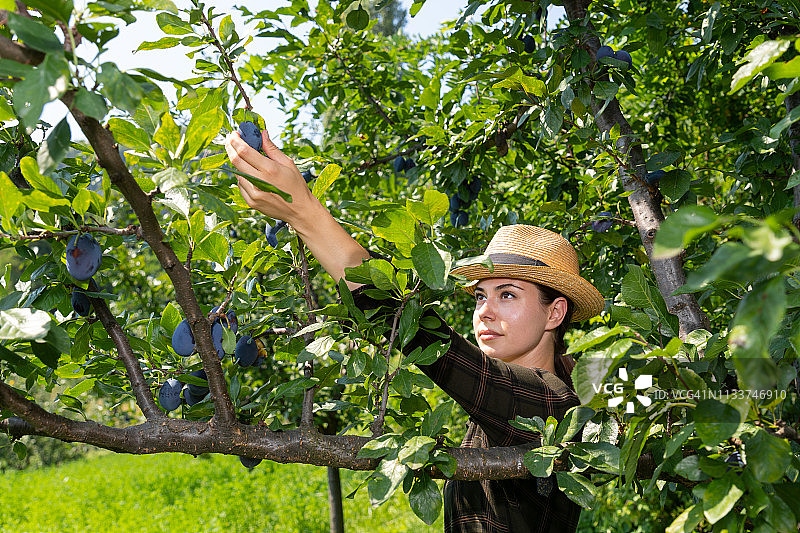 女人采摘李子图片素材