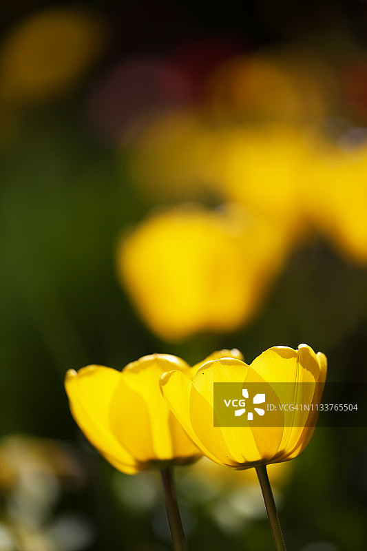 黄色郁金香特写图片素材