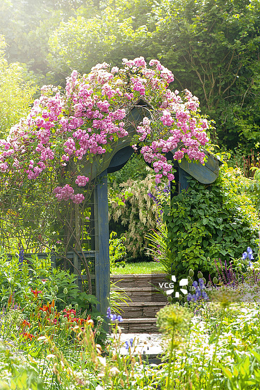 夏季盛开的粉色攀缘玫瑰在英国乡村花园的木制拱门上图片素材