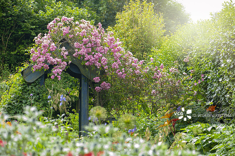 夏季盛开的粉色攀缘玫瑰在英国乡村花园的木制拱门上图片素材