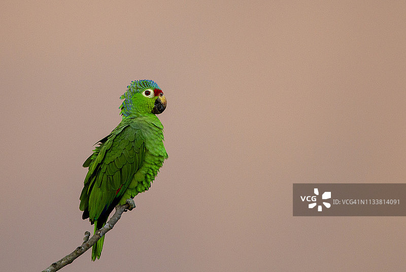 红额亚马逊鹦鹉图片素材