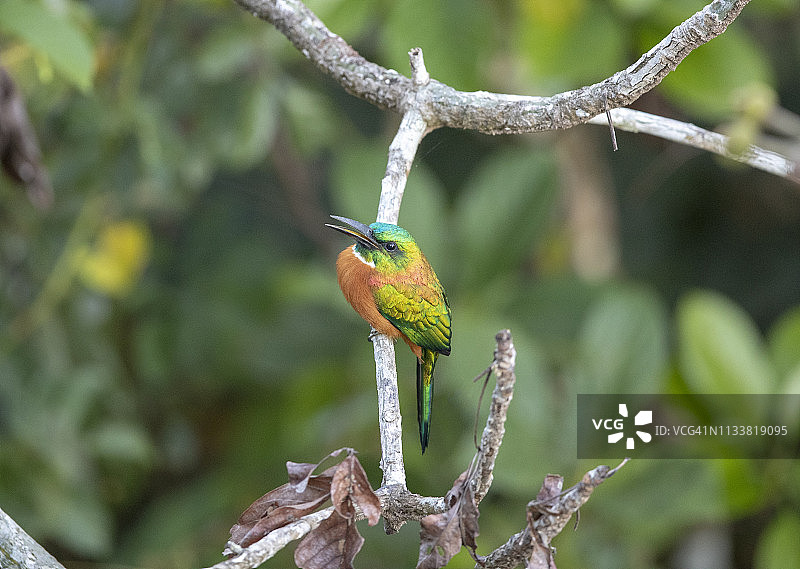 大绿鴗图片素材