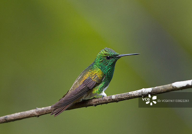 雪腹蜂鸟图片素材