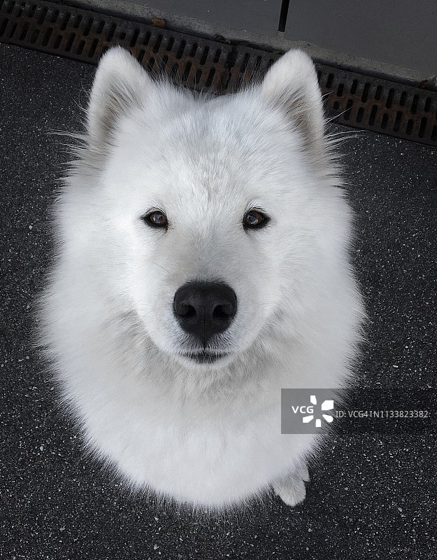 萨莫耶德人的狗图片素材