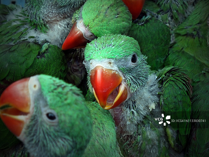 卡拉奇的鸟类市场图片素材