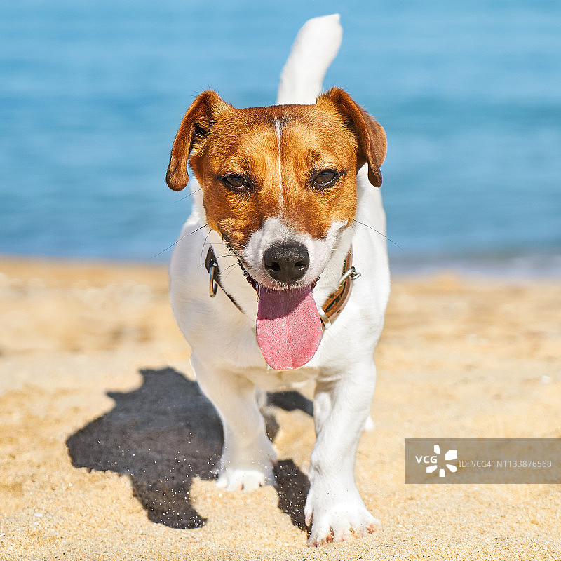 杰克罗素梗犬在沙滩上奔跑图片素材