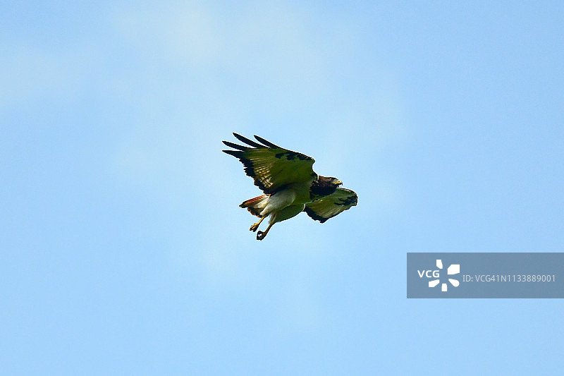 飞翔的非洲草原鵟图片素材