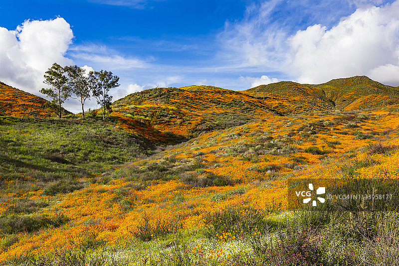 埃尔西诺湖山丘上盛开的加州罂粟花图片素材