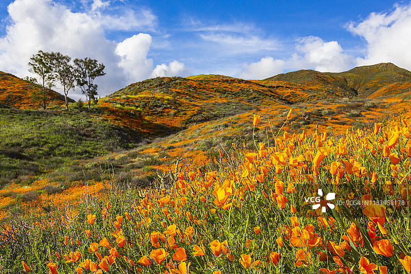 埃尔西诺湖山丘上盛开的加州罂粟花图片素材