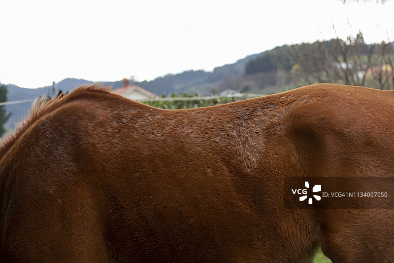 马的皮癣（皮肤真菌病）图片素材