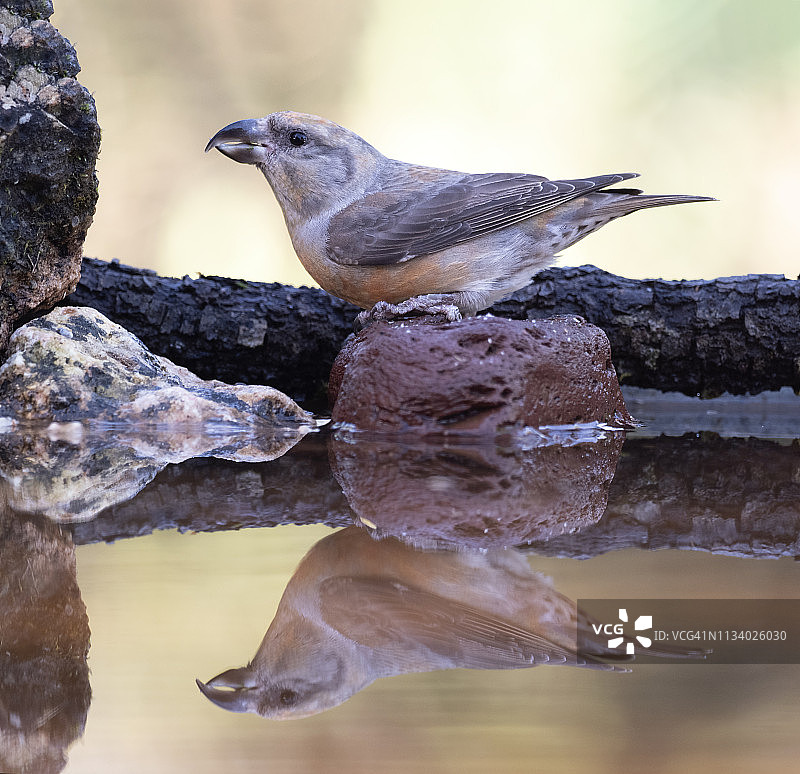 站在被水环绕的石头上并在水中倒影的雌性红交嘴雀特写图片素材