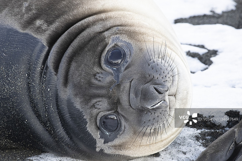 黄金港的海象图片素材