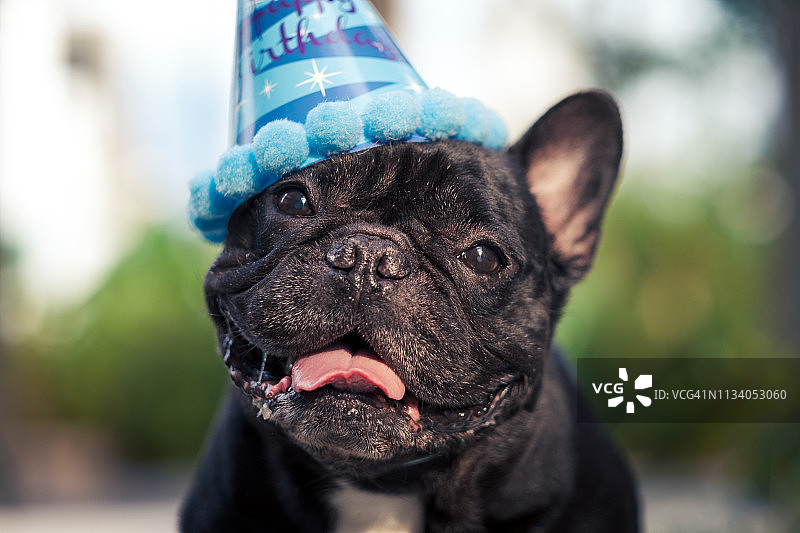 戴帽子的虎斑色法国斗牛犬特写图片素材