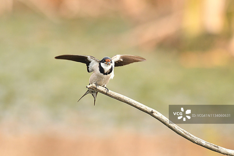 非洲燕子展翅摄影作品图片素材