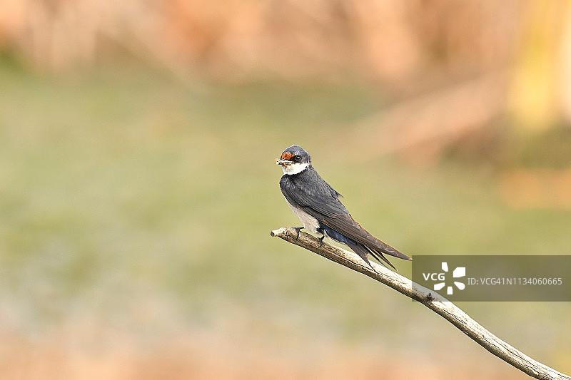 非洲燕子嘴里含着昆虫图片素材