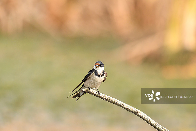 南非野生动物园嘴含昆虫的非洲燕子图片素材