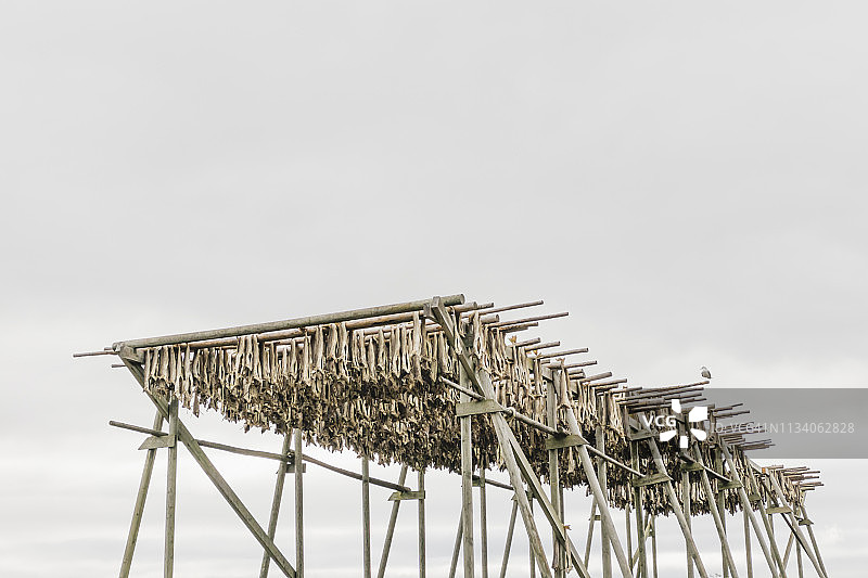 挪威罗弗敦群岛鳕鱼晾晒架图片素材