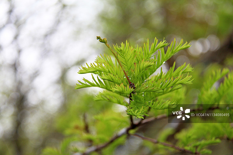 雨后的柏树叶和树枝图片素材