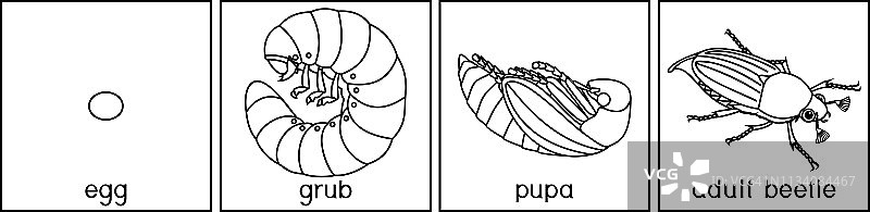 五月金龟子生命周期涂色页：从卵到成虫的生长阶段图片素材