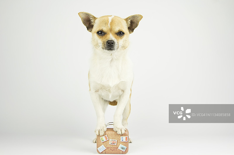 带着行李箱去度假放松的狗图片素材