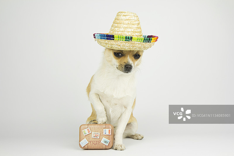带着行李箱去度假放松的狗图片素材