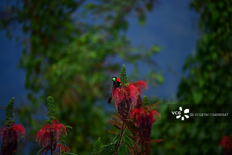 绯胸太阳鸟图片素材