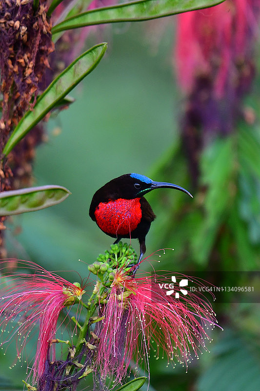 绯胸太阳鸟图片素材