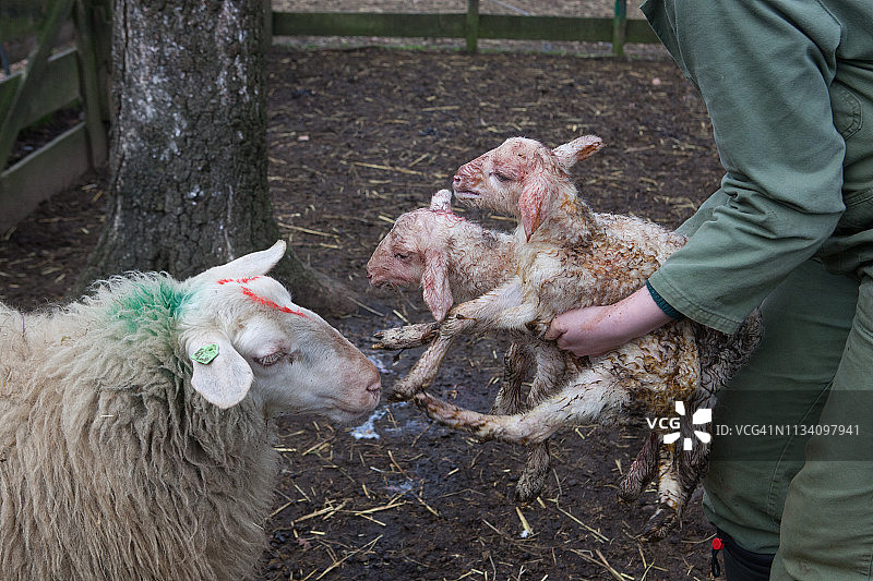 双胞胎作诱饵图片素材