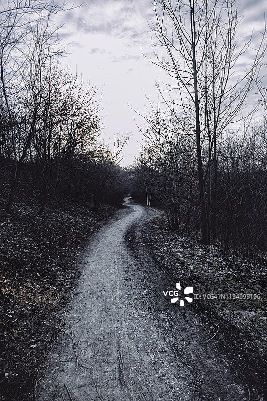 树木间的弯曲小路图片素材