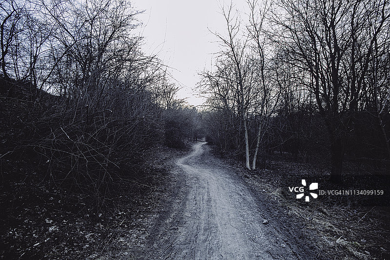 树木间的弯曲小路图片素材