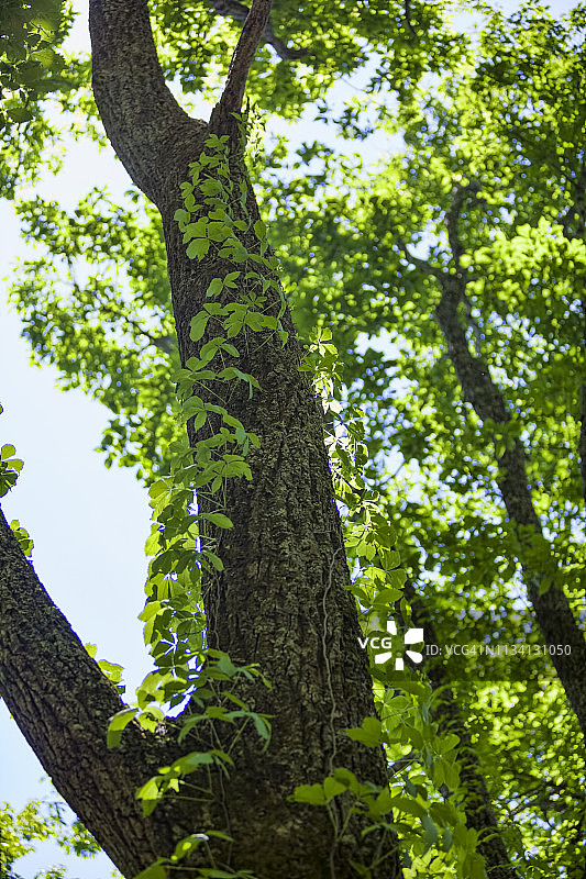 大烟山国家公园图片素材