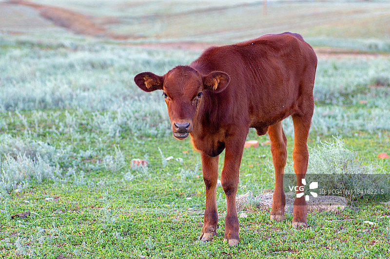 农舍里的新生小牛图片素材