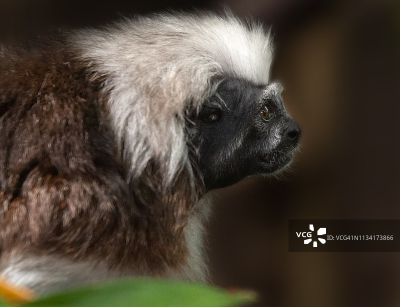 棉顶绢毛猴图片素材