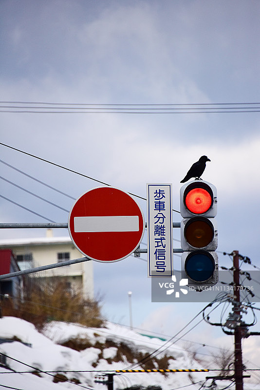 在禁止驶入路标和交通灯上的乌鸦图片素材