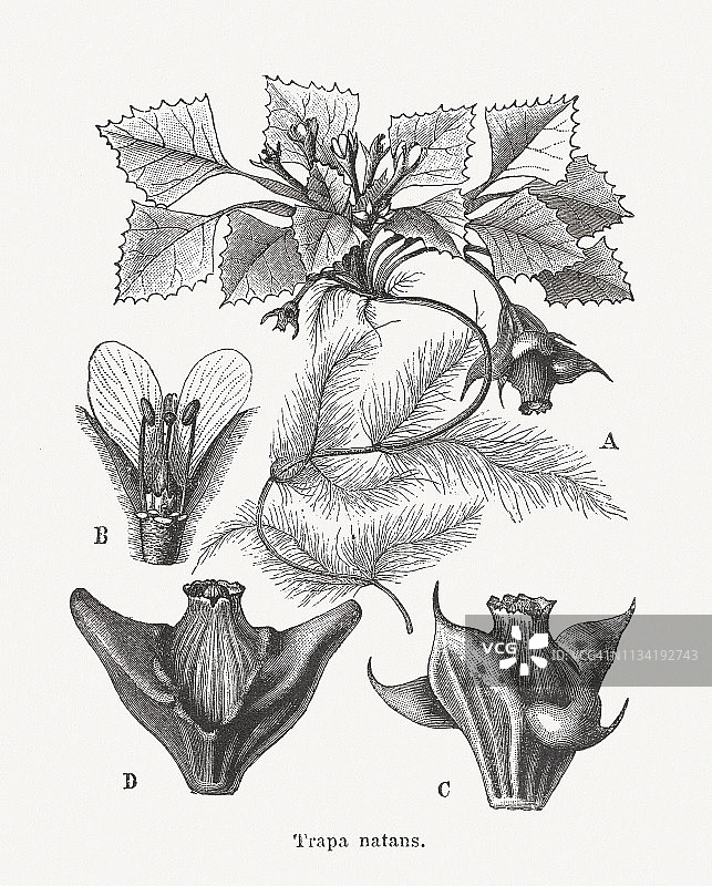 1897年发表的菱角木刻版画图片素材