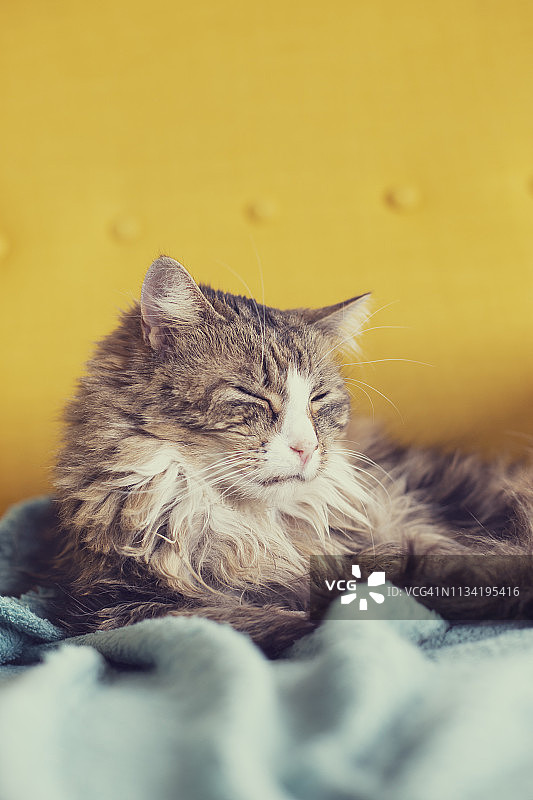一只长毛猫的肖像图片素材