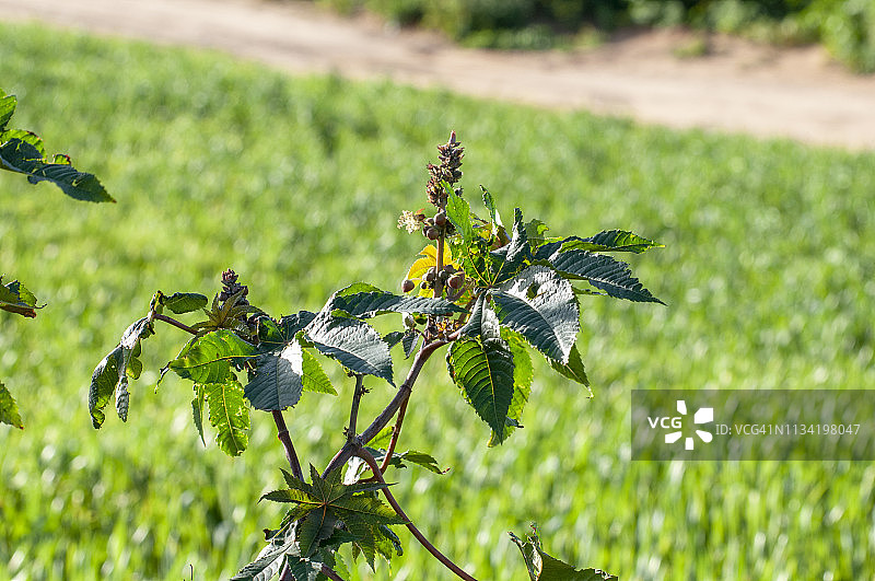 蓖麻油植物图片素材