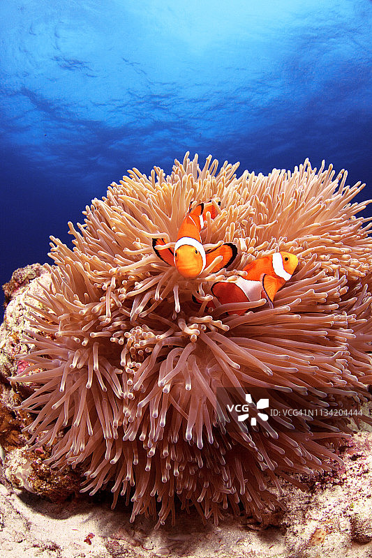 日本冲绳庆良间群岛海域中游动的西方小丑鱼图片素材