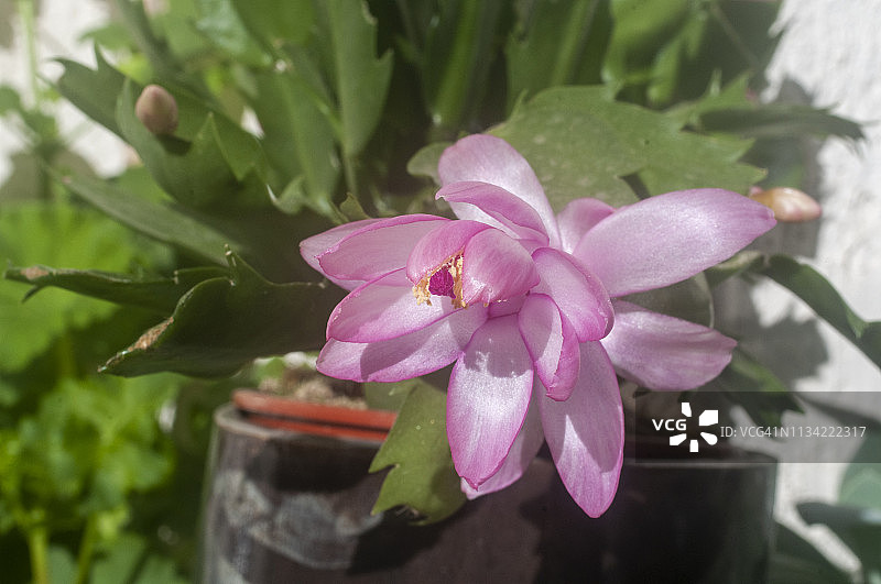 圣诞仙人掌花特写图片素材