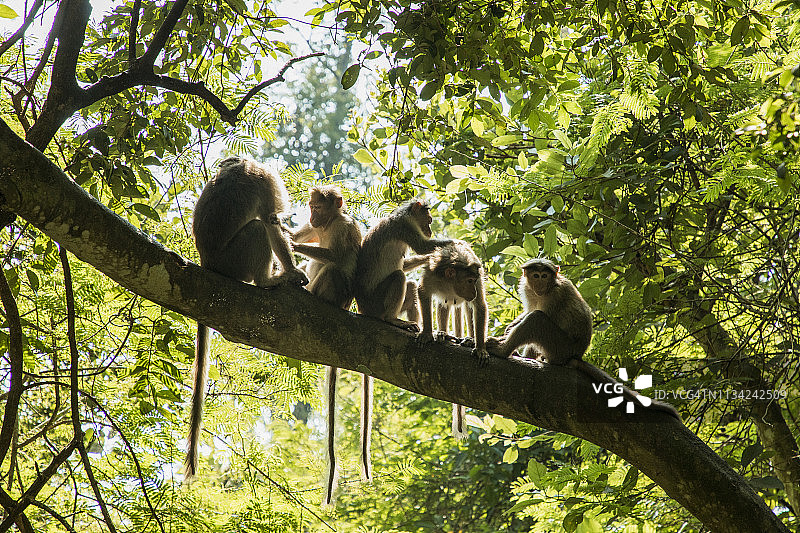 互相清洁的幼猴图片素材