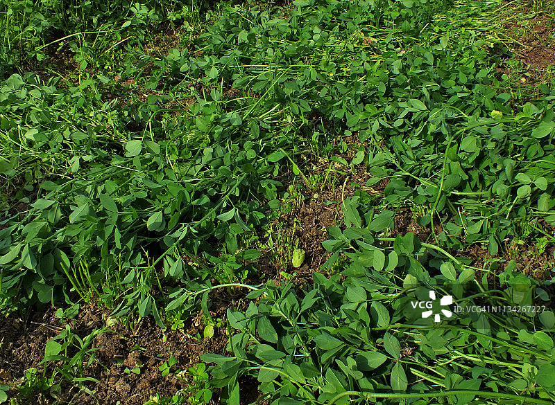 农户家庭忙着从田里收割饲料图片素材