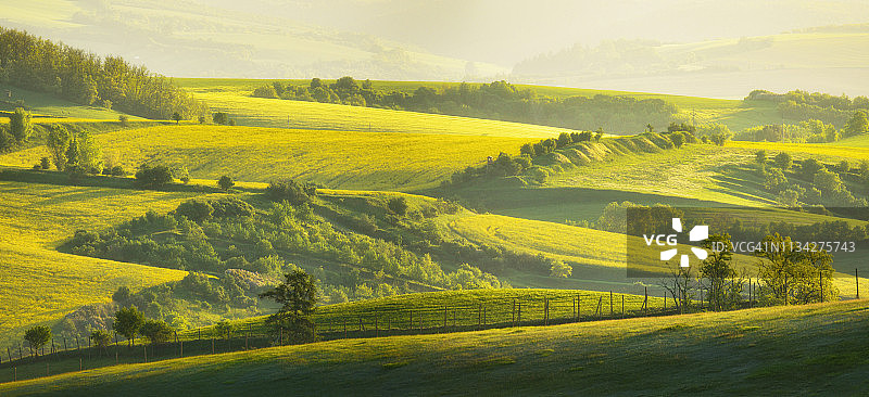 早上光线下南摩拉维亚山丘的美丽春景，捷克共和国绿色山丘上树木和栅栏的乡村自然景观，迷人的晨光图片素材