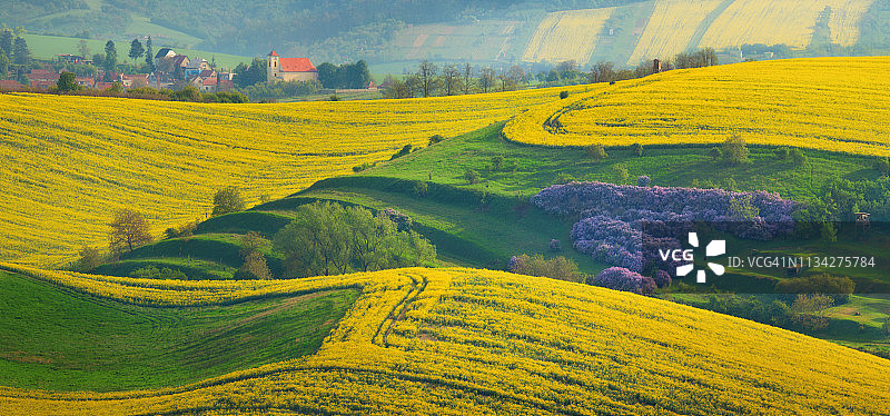 南摩拉维亚丘陵上的黄色油菜田图片素材