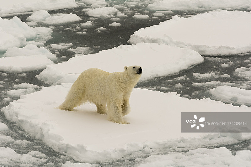 北极熊，挪威斯匹茨卑尔根岛以北极地冰盖图片素材