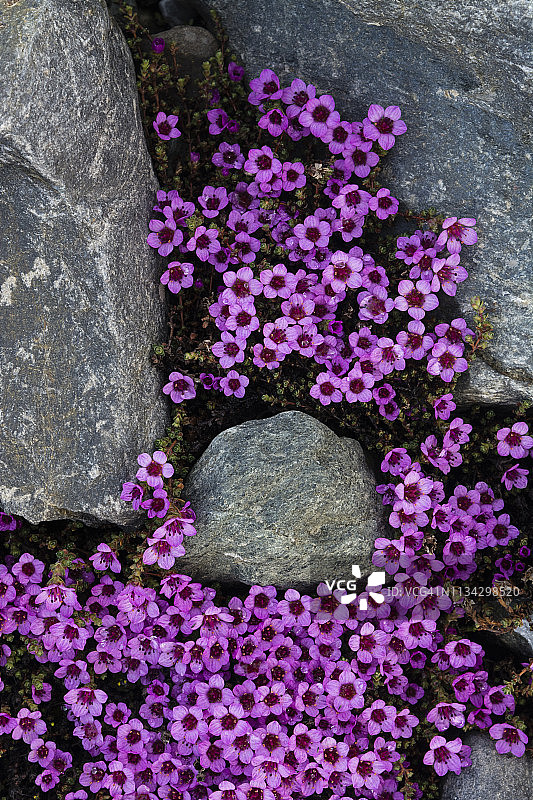 花朵盛开的紫色虎耳草图片素材