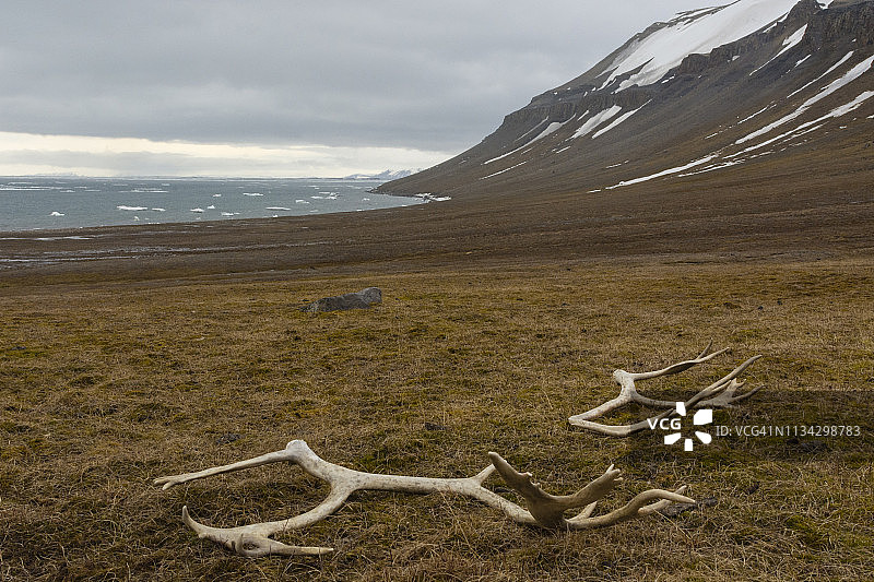 挪威斯瓦尔巴群岛埃奇岛的苔原驯鹿角图片素材