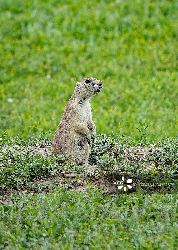 黑尾草原犬鼠，西奥多·罗斯福国家公园，北达科他州图片素材