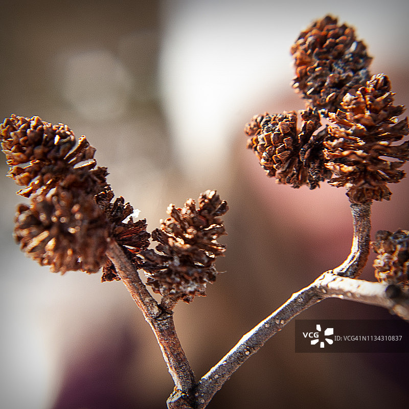 迷你砂锅松树盆景图片素材
